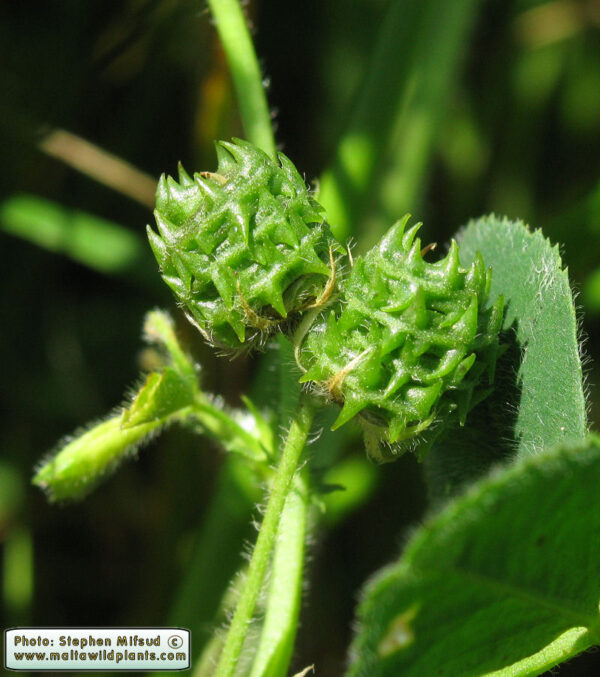 Medicago truncatula Gaertn. - Image 6
