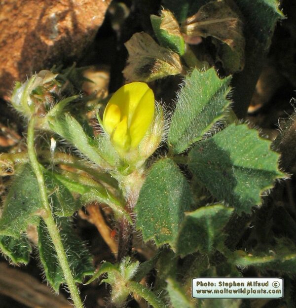Medicago truncatula Gaertn. - Image 3