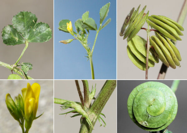 Medicago orbicularis (L.) Bartal.