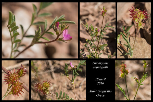 Onobrychis caput-galli (L.) Lam. - Image 4