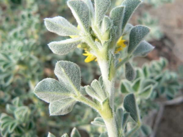 Medicago marina L. - Image 5