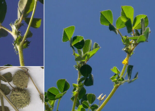 Medicago intertexta (L.) Mill. - Image 6