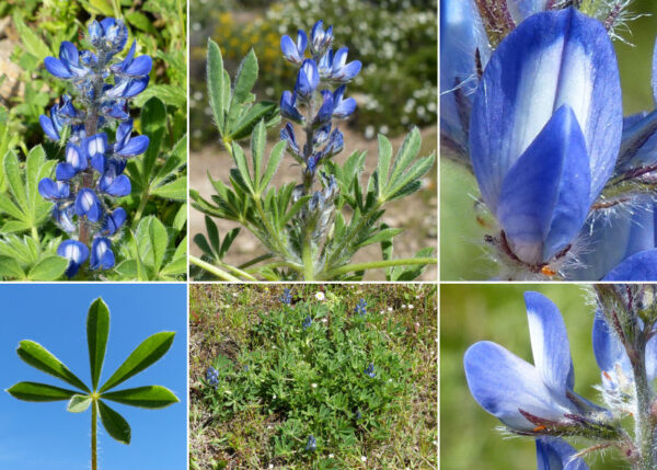 Lupinus gussoneanus J.Agardh
