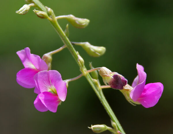 Tephrosia purpurea (L.) Pers.
