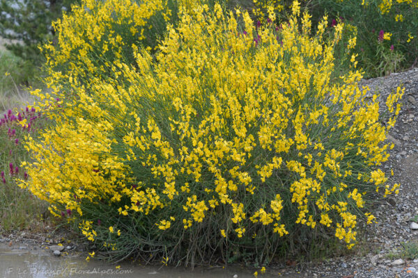Spartium junceum L. - Image 8
