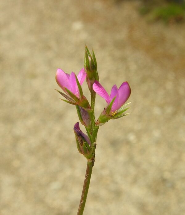 Onobrychis caput-galli (L.) Lam.