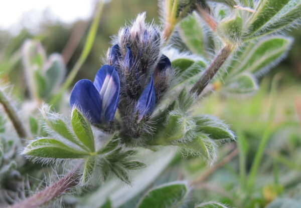 Lupinus gussoneanus J.Agardh - Image 2