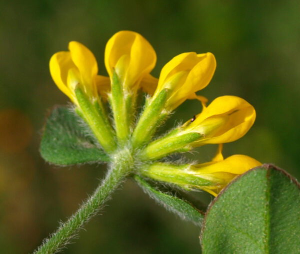 Lotus ornithopodioides L. - Image 3