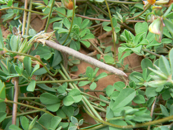 Lotus jolyi Batt. - Image 3