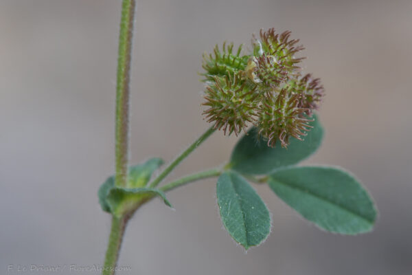 Medicago minima (L.) Bartal. - Image 6