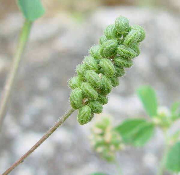 Medicago lupulina L. - Image 4