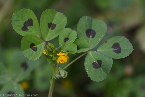 Medicago arabica (L.) Huds.