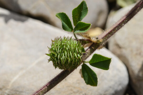 Medicago intertexta (L.) Mill. - Image 4