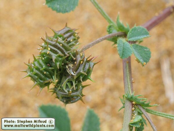 Medicago littoralis Rohde ex Loisel. - Image 6