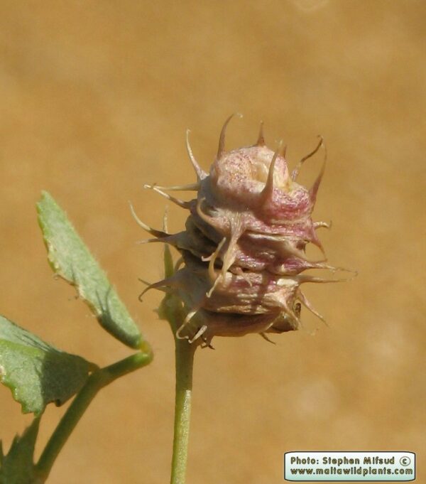 Medicago littoralis Rohde ex Loisel. - Image 7