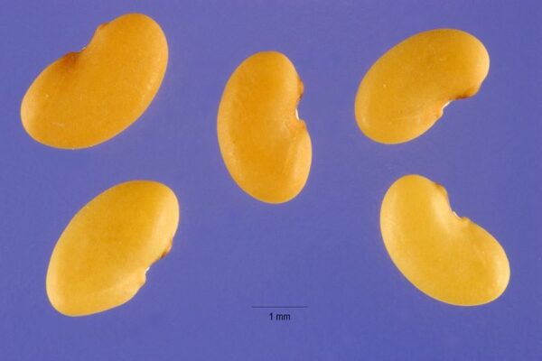 Medicago polymorpha L. - Image 5