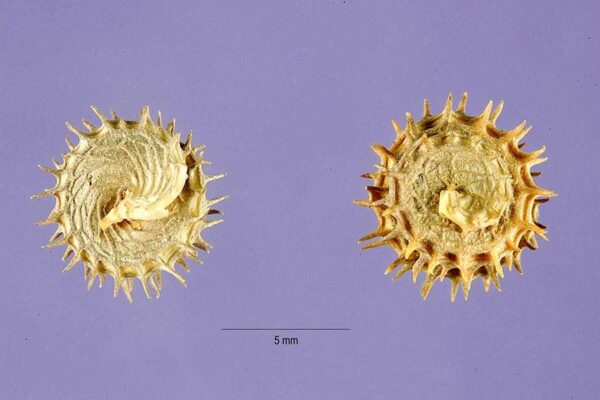 Medicago polymorpha L. - Image 4
