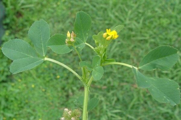 Medicago polymorpha L. - Image 2