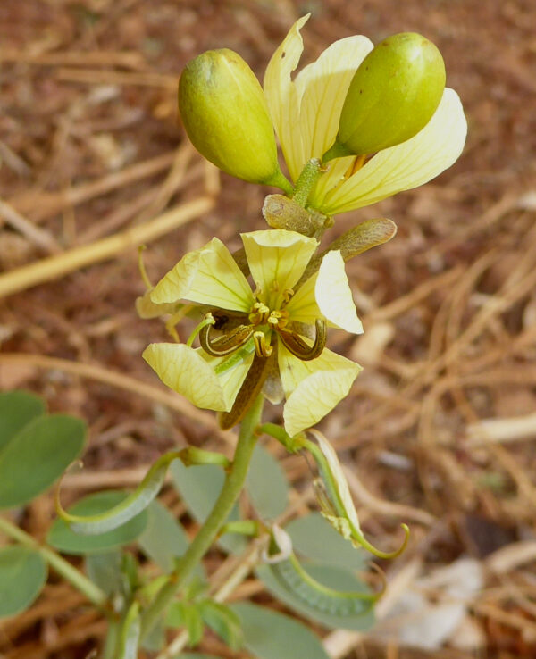 Senna italica Mill. - Image 2