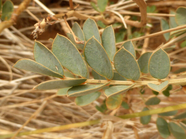 Senna italica Mill. - Image 3