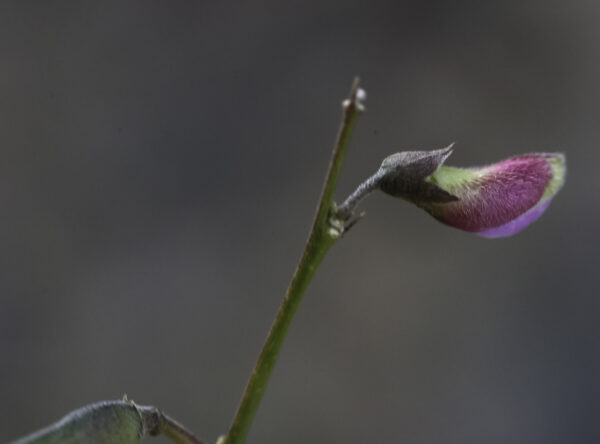 Tephrosia purpurea (L.) Pers. - Image 3