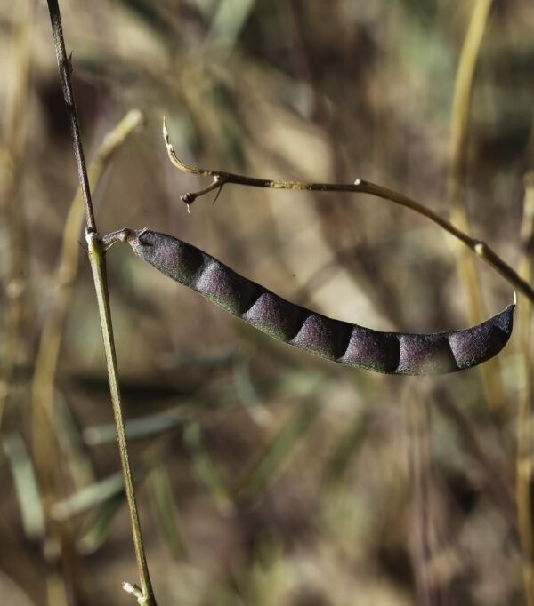 Tephrosia purpurea (L.) Pers. - Image 6