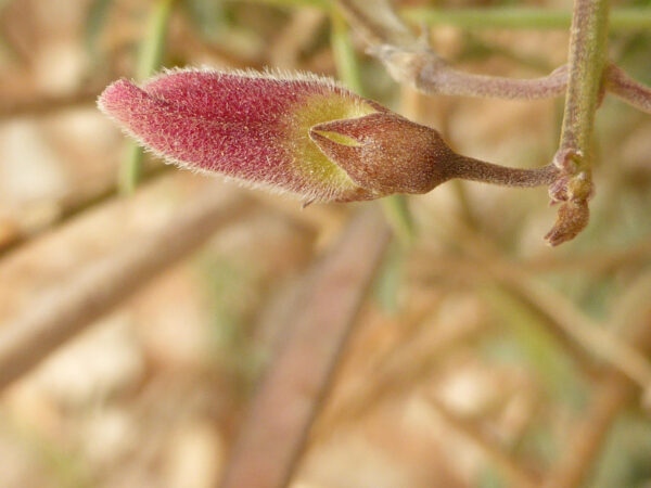 Tephrosia purpurea (L.) Pers. - Image 5