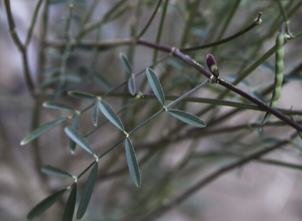 Tephrosia purpurea (L.) Pers. - Image 4