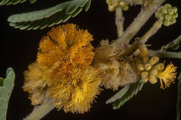 Vachellia nilotica (L.) P.J.H.Hurter & Mabb. - Image 3