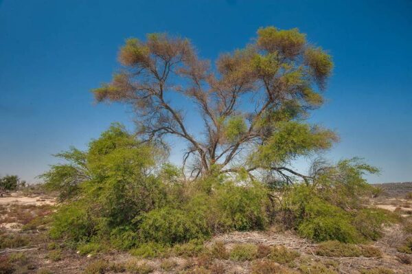 Vachellia nilotica (L.) P.J.H.Hurter & Mabb.