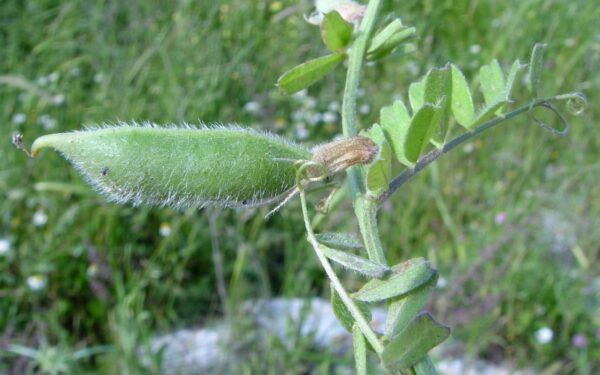 Vicia hybrida L. - Image 8