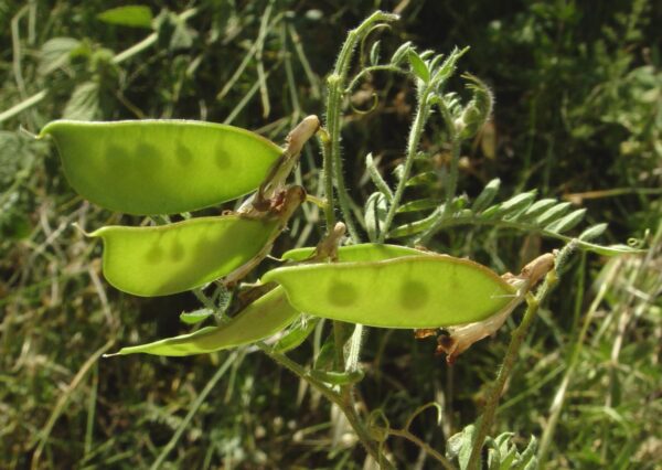 Vicia villosa Roth - Image 5