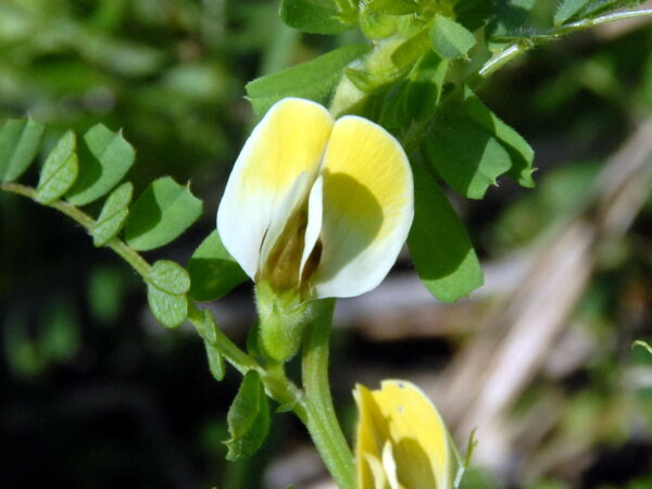Vicia hybrida L. - Image 4