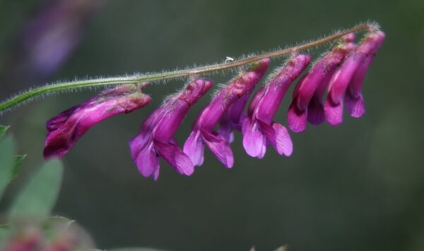 Vicia villosa Roth