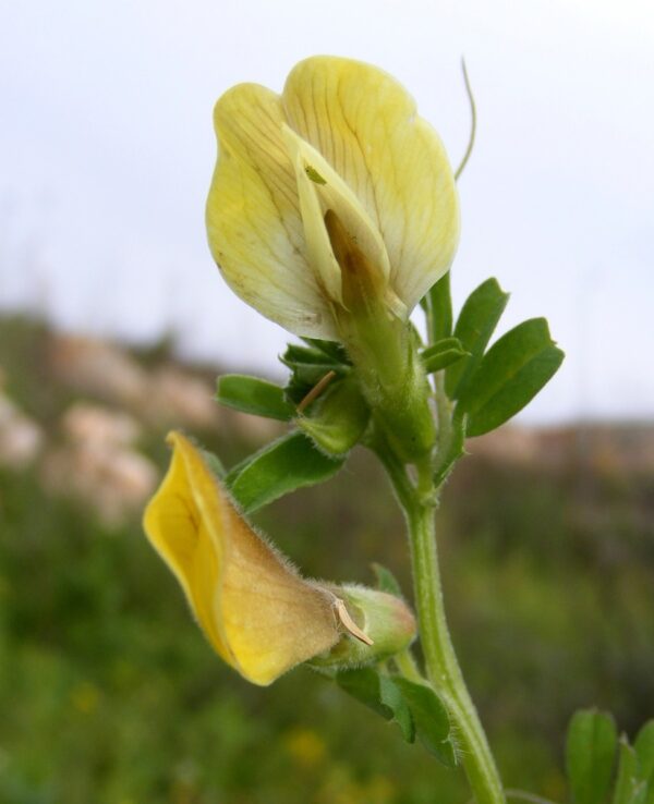 Vicia hybrida L. - Image 5