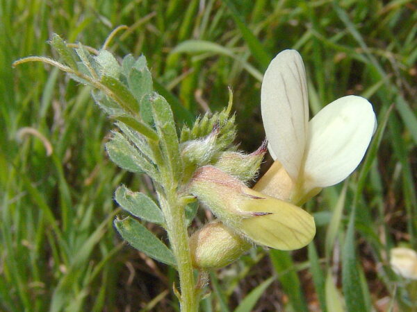 Vicia sericocarpa Fenzl