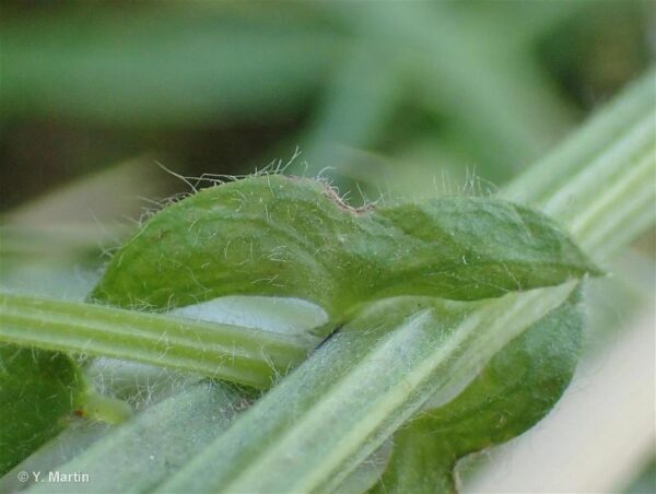 Vicia villosa Roth - Image 4