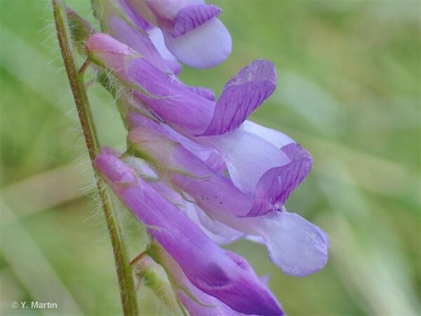 Vicia villosa Roth - Image 3
