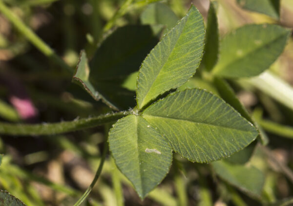 Trifolium uniflorum L. - Image 5