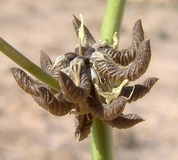 Trigonella stellata Forssk. - Image 4