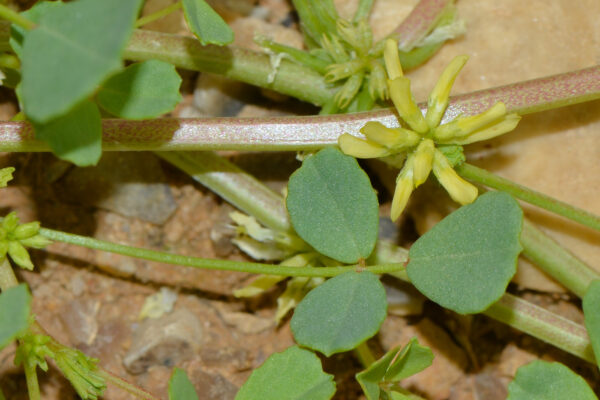 Trigonella stellata Forssk. - Image 3