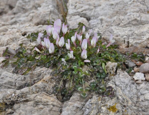Trifolium uniflorum L.