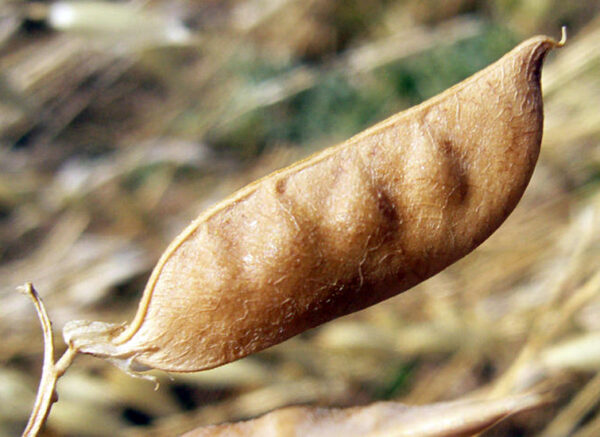 Vicia villosa Roth - Image 6