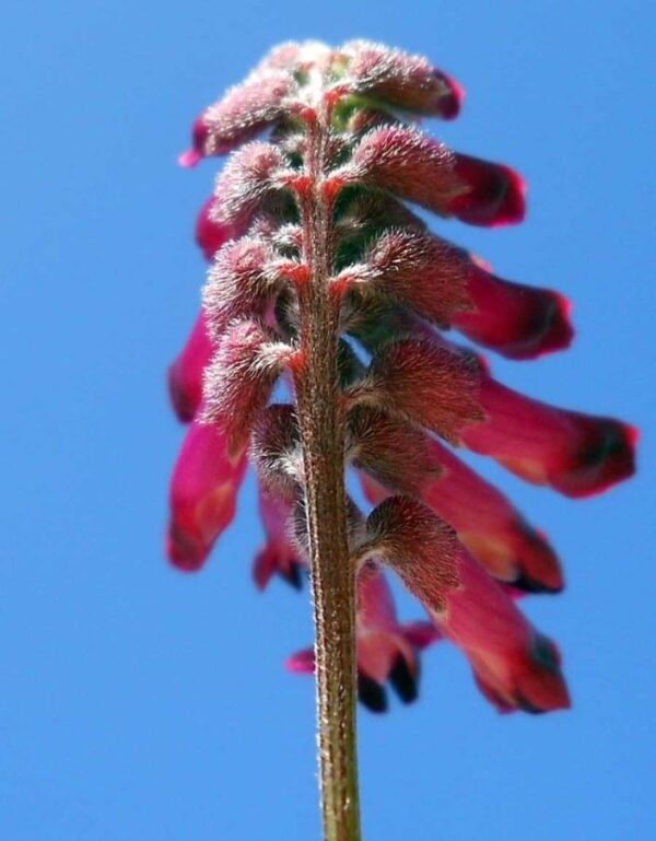Vicia sicula (Raf.) Guss. - Image 2