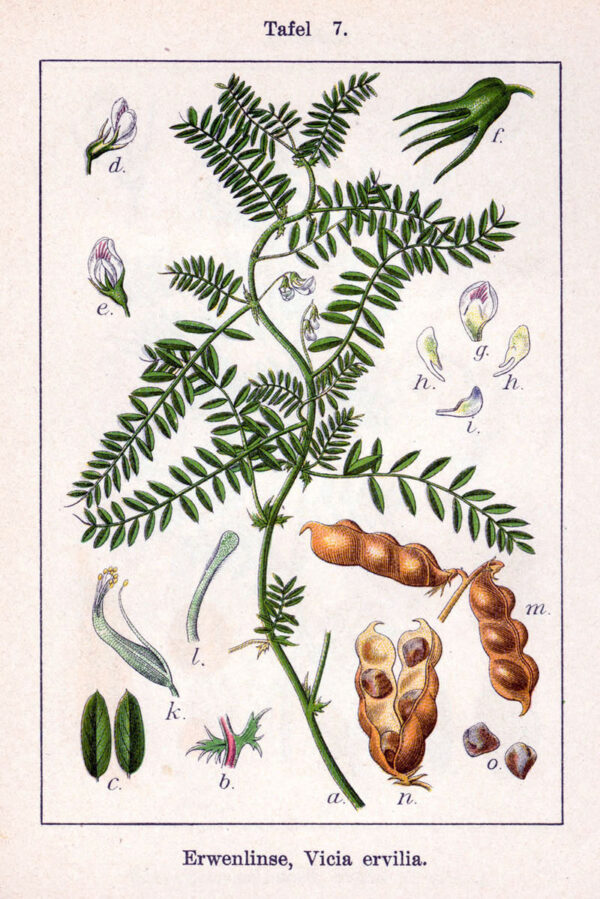 Vicia ervilia (L.) Willd. - Image 7