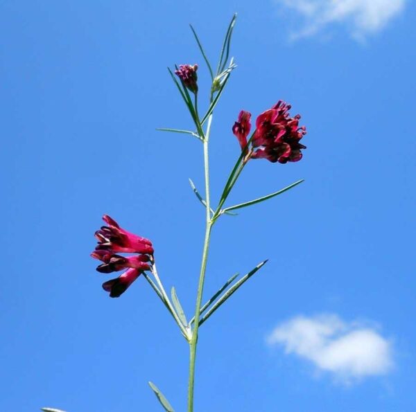 Vicia sicula (Raf.) Guss. - Image 3