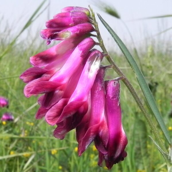 Vicia sicula (Raf.) Guss.