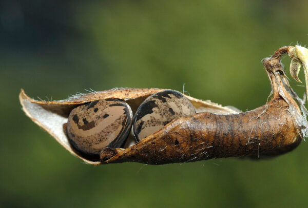 Vicia hybrida L. - Image 10