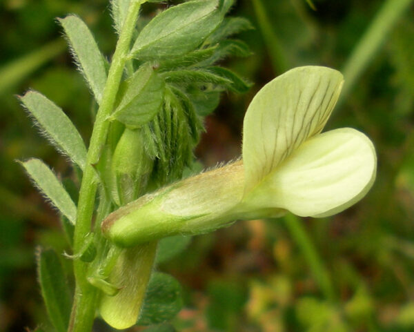 Vicia hybrida L. - Image 2