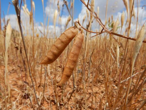 Vicia monantha Retz. - Image 4